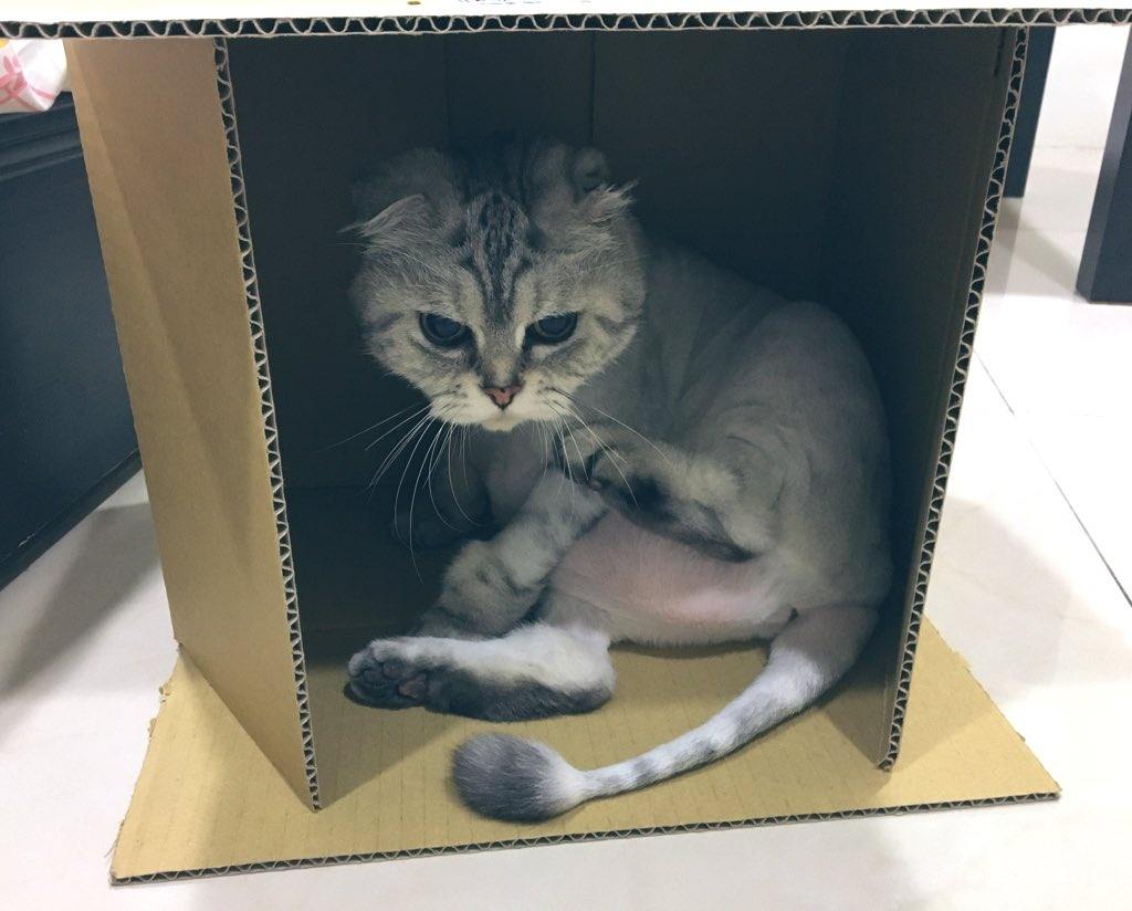 International Box day Images
