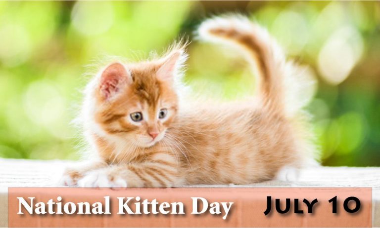 National Kitten Day
