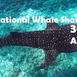 International Whale Shark Day