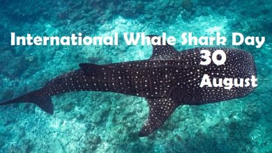 International Whale Shark Day