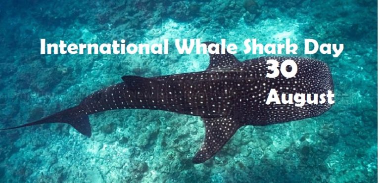 International Whale Shark Day