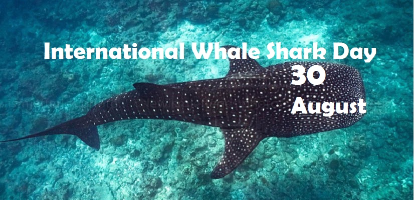 International Whale Shark Day