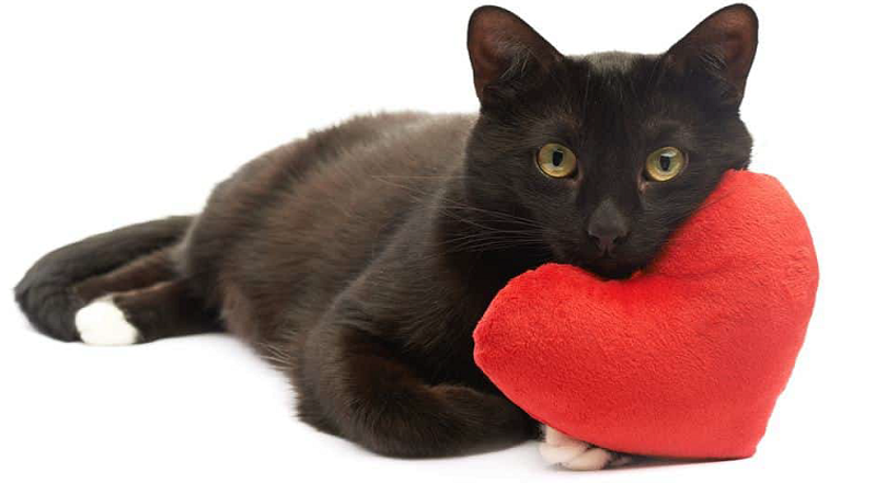 Aug 17th Black Cat Appreciation Day