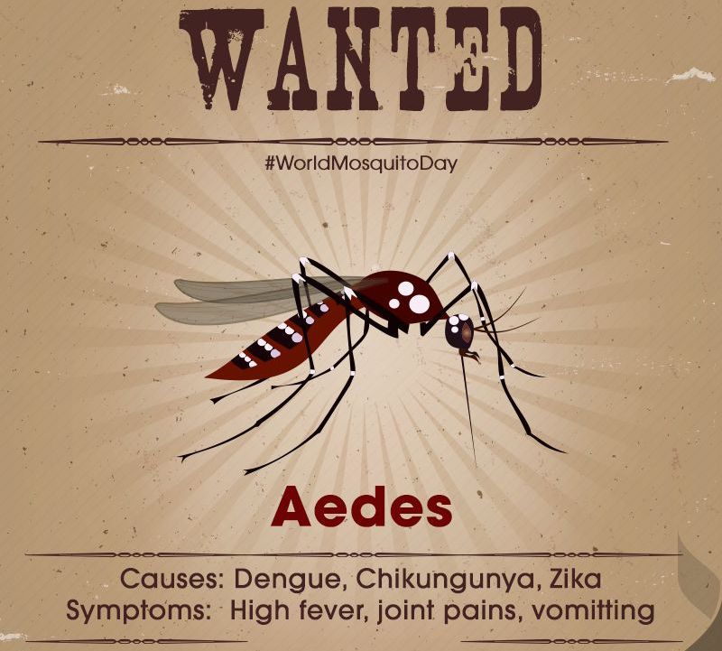 Mosquito Day Aedes