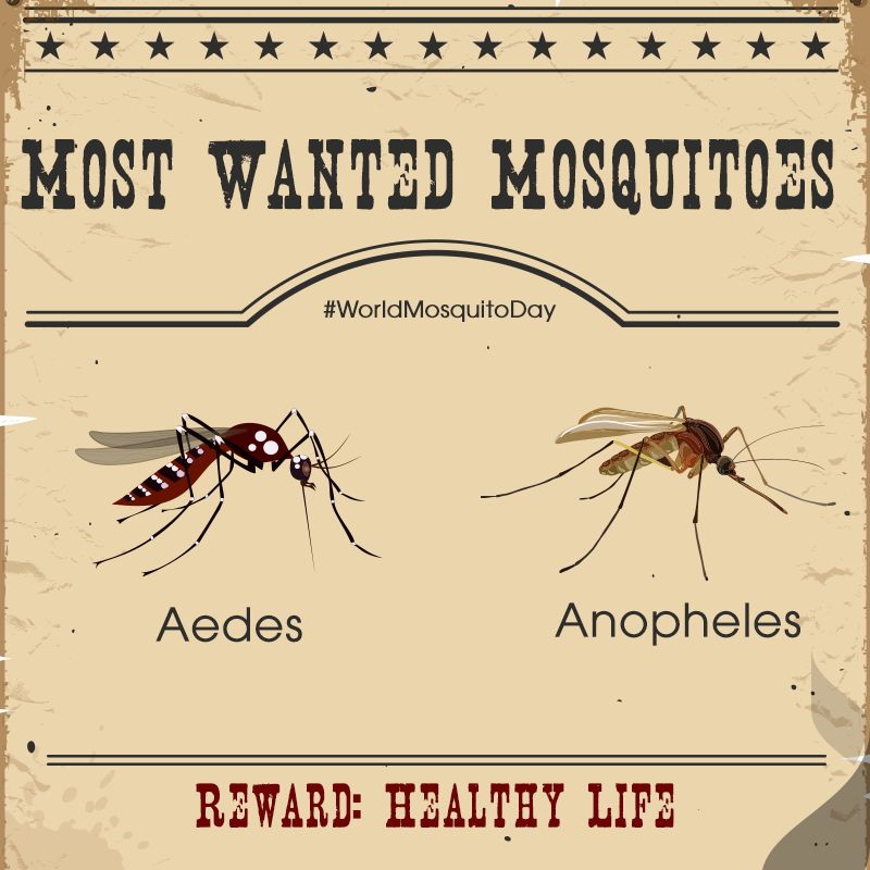 Mosquito Day Pictures