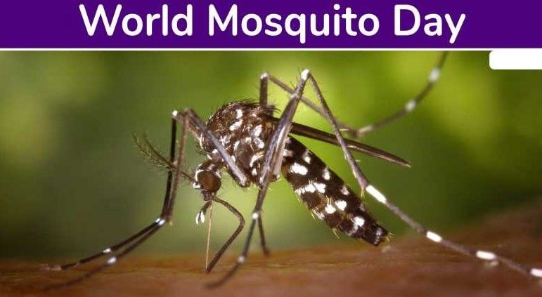 World Mosquito Day pic