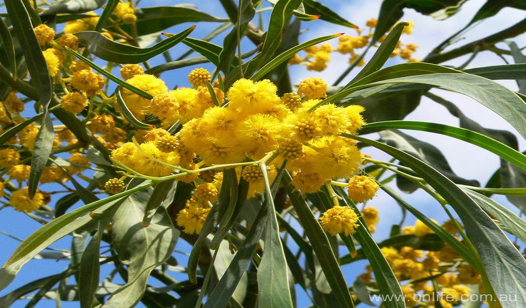 National Wattle Day