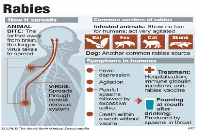 Rabies Symptoms image