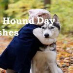 hug-your-hound-day Wishes