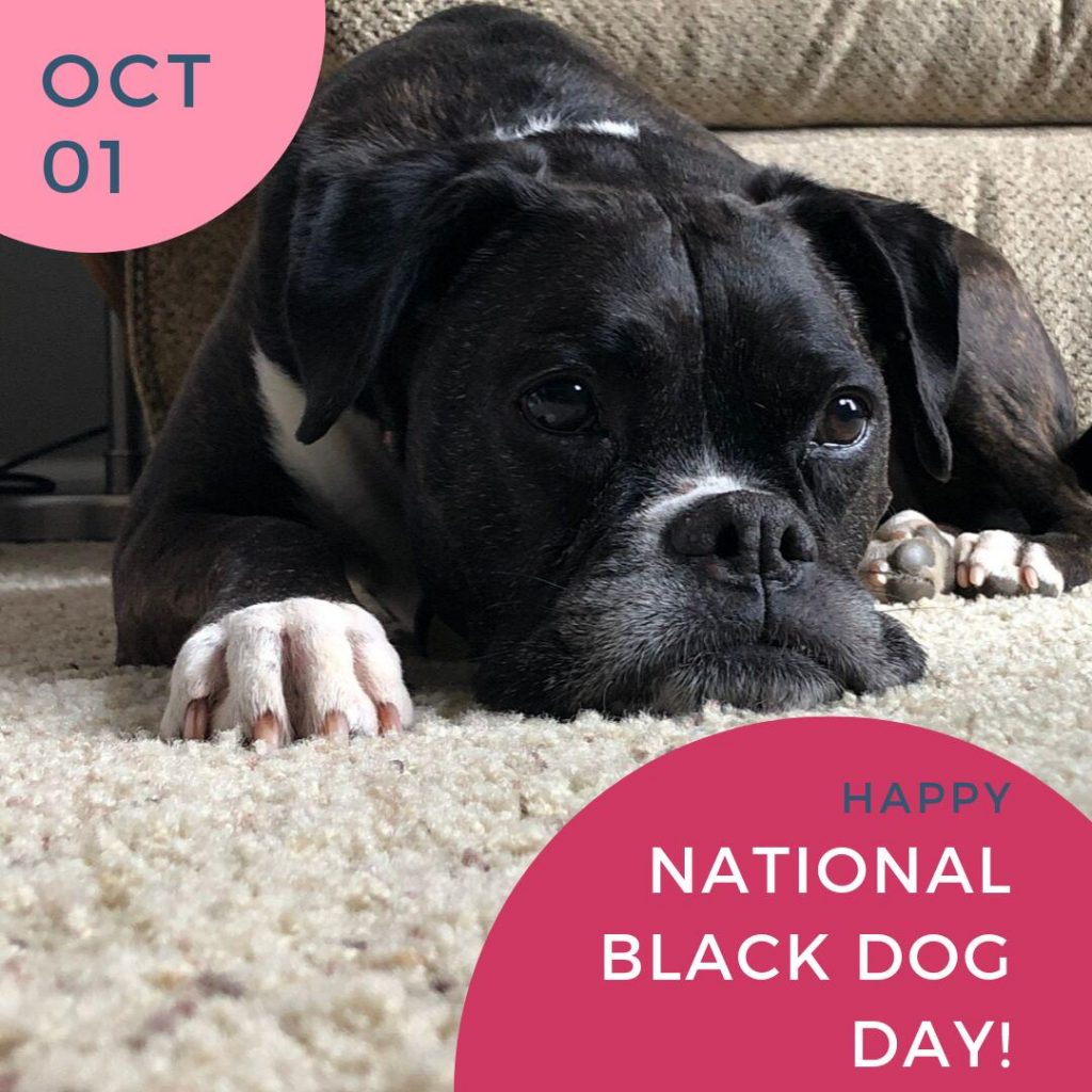 National Black Dog Day Image