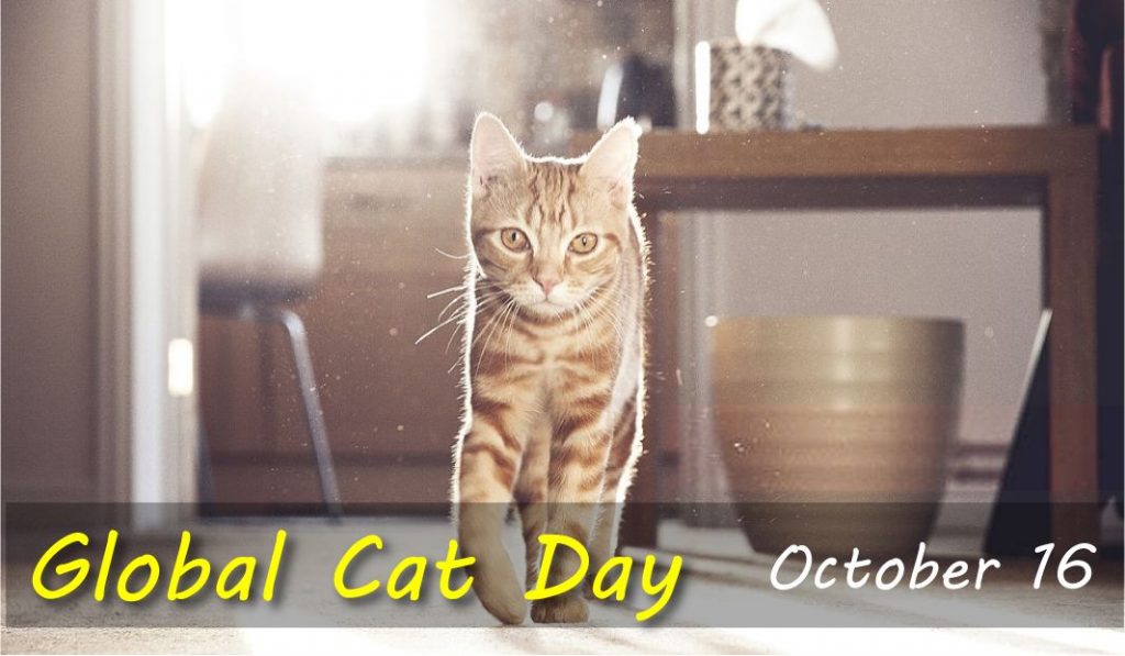 Global Cat Day