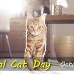 Global Cat Day
