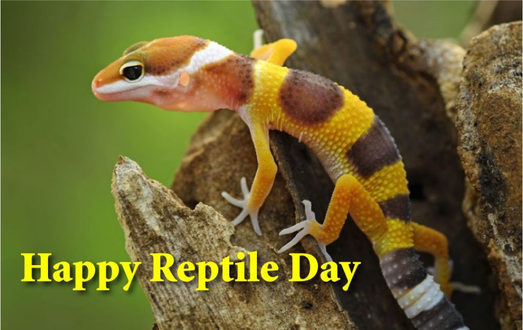 Happy Reptile Day