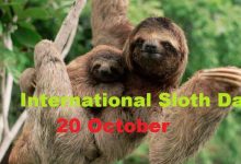 International Sloth Day