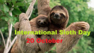 International Sloth Day