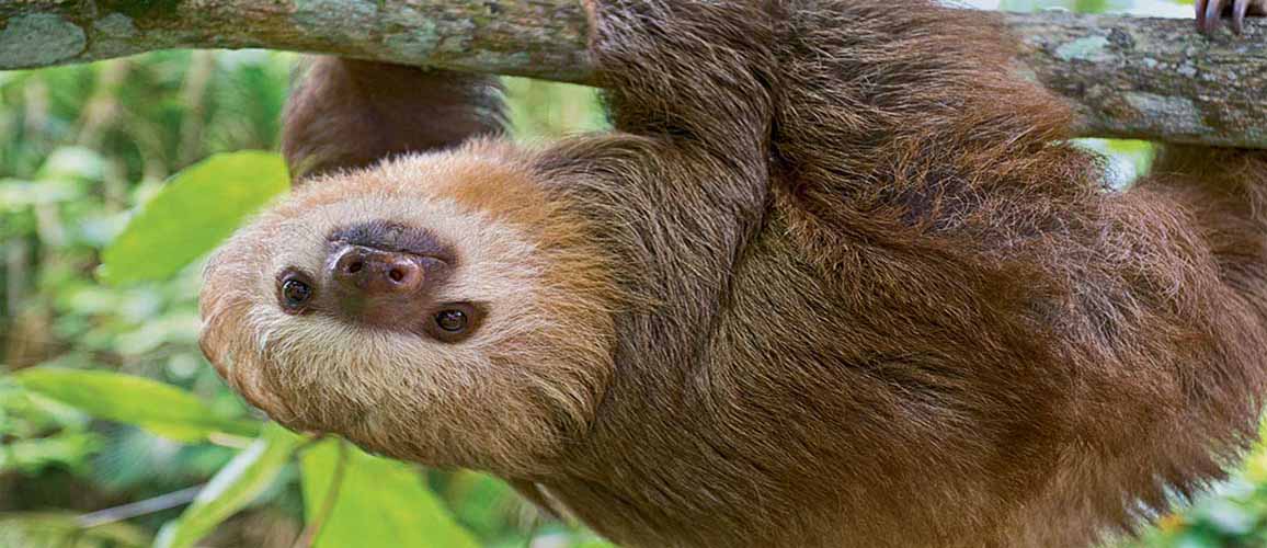 International Sloth Day image