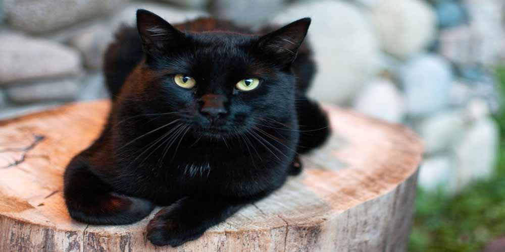 National Black Cat Day Image