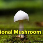 National Mushroom Day