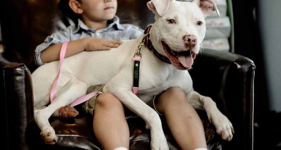 National Pit Bull Awareness Day photo