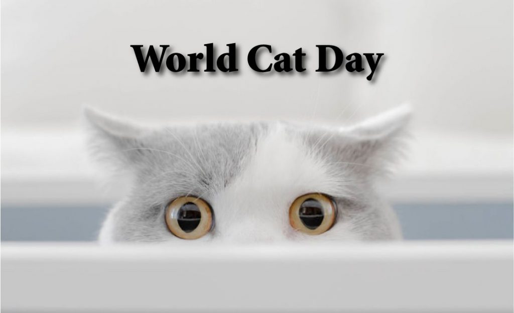 World Cat Day