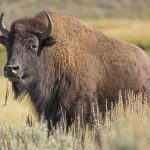 national bison day