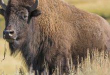 national bison day