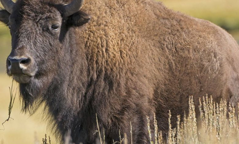 national bison day