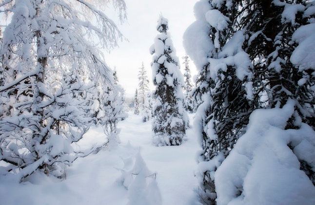 Winter Solstice Day