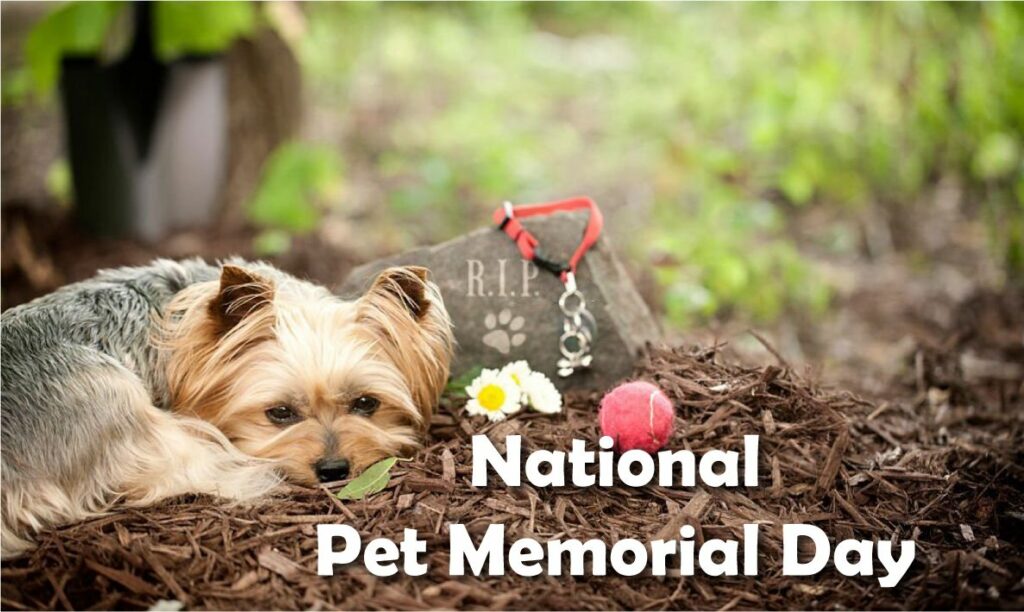 National Pet Memorial Day Images