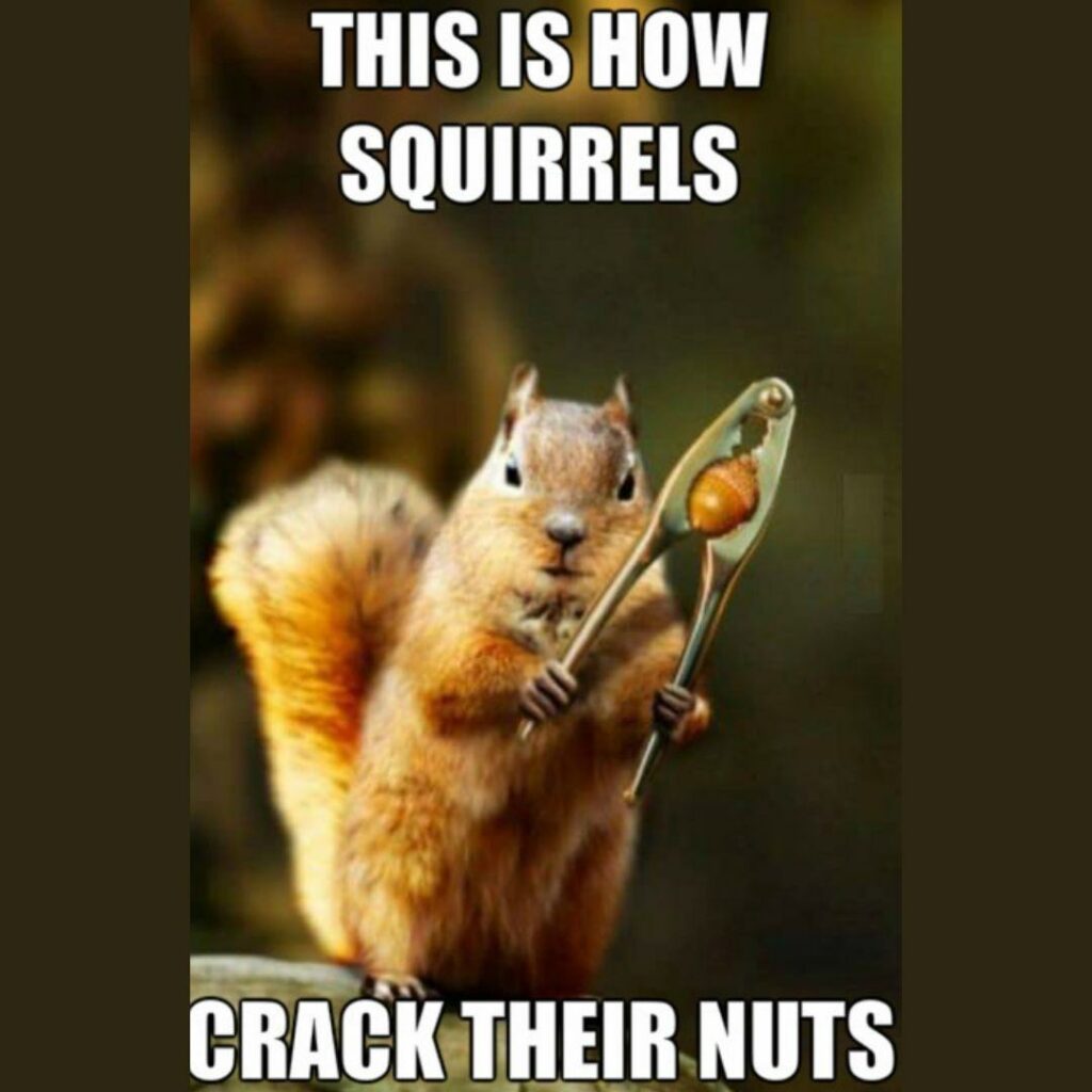 National Nut Day memes