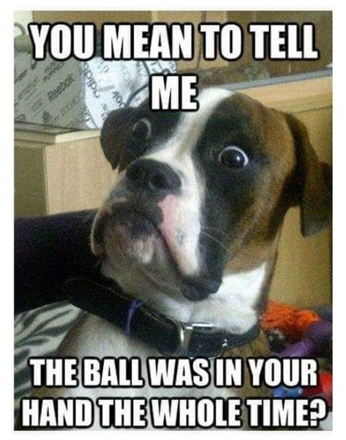 Dog Day Memes funny