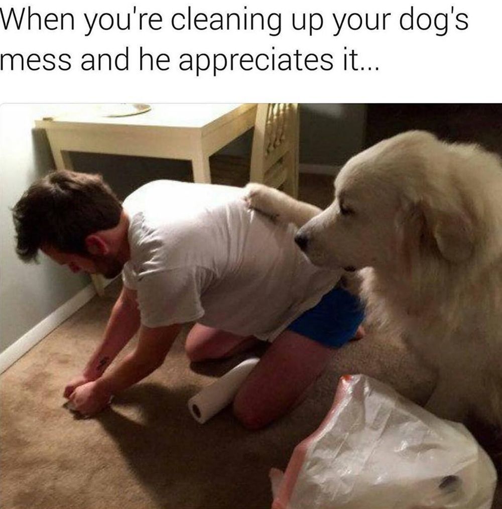 Funny dog meme