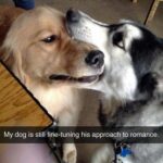 International Dog Day Memes