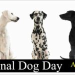 National dog day Quotes