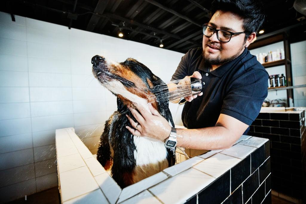 Showering dog