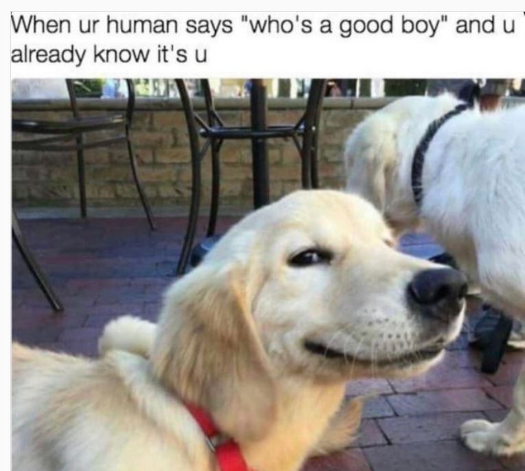 funniest dog memes