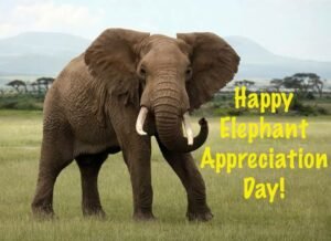 Elephant Appreciation Day