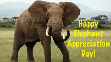 National Elephant Appreciation Day