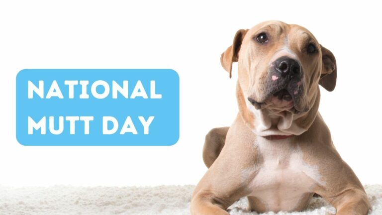 National Mutt Day 2026: History, Activities, Quotes, Wishes, Messages