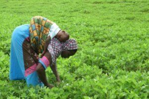 Farmers' Day (Ghana)
