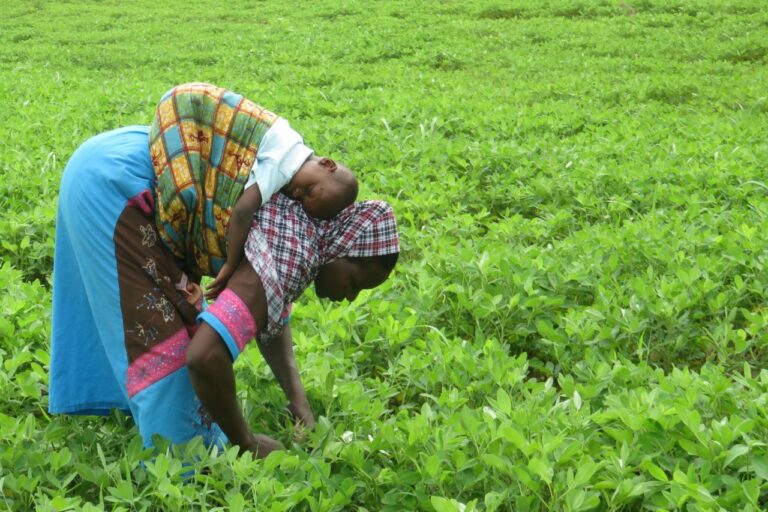 Ghana Farmer’s Day 2026: History, Activities