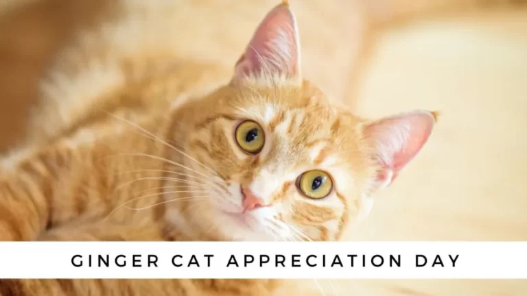 Ginger Cat Appreciation Day 2026: Know More